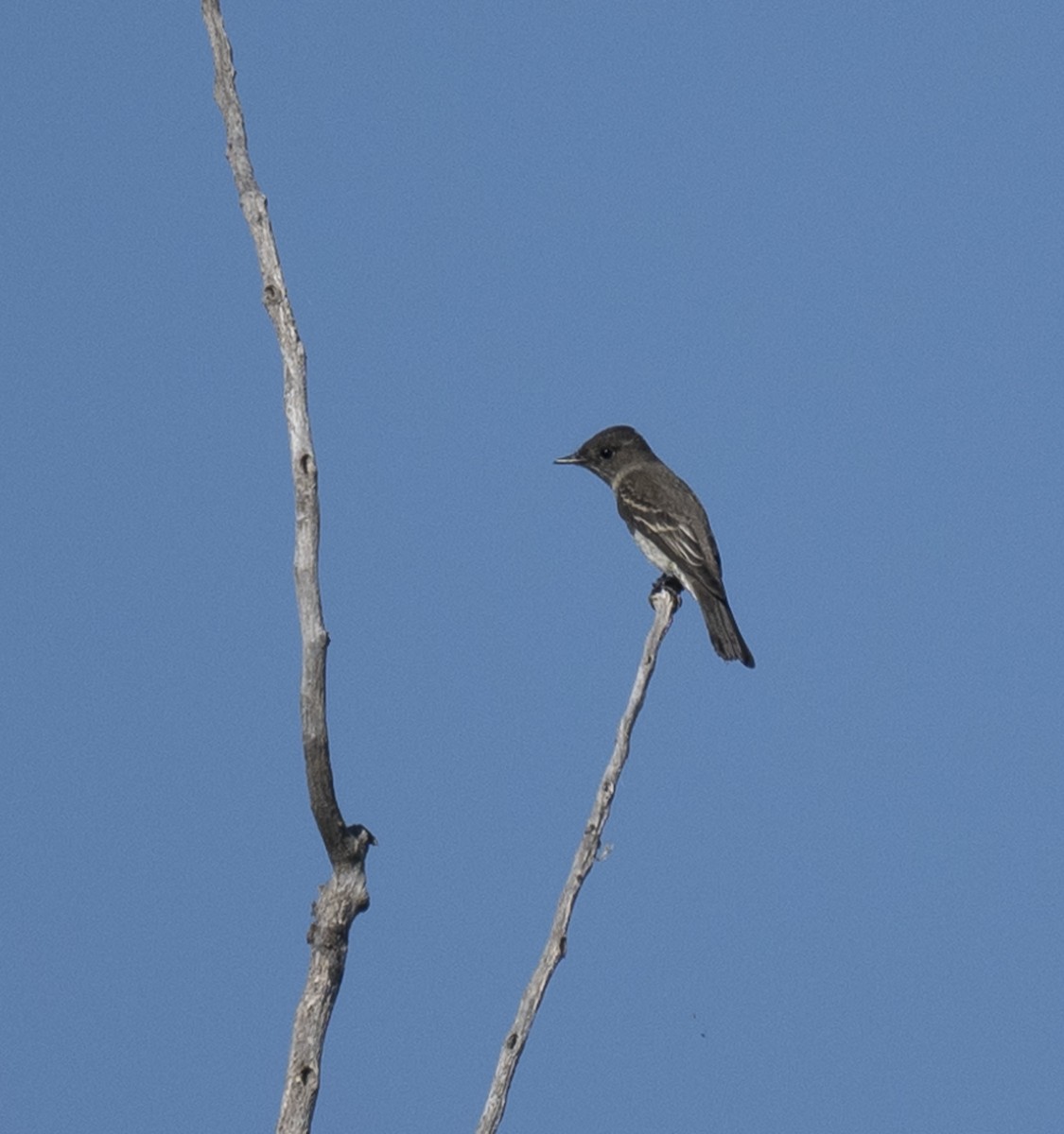 Eastern Wood-Pewee - ML642663312