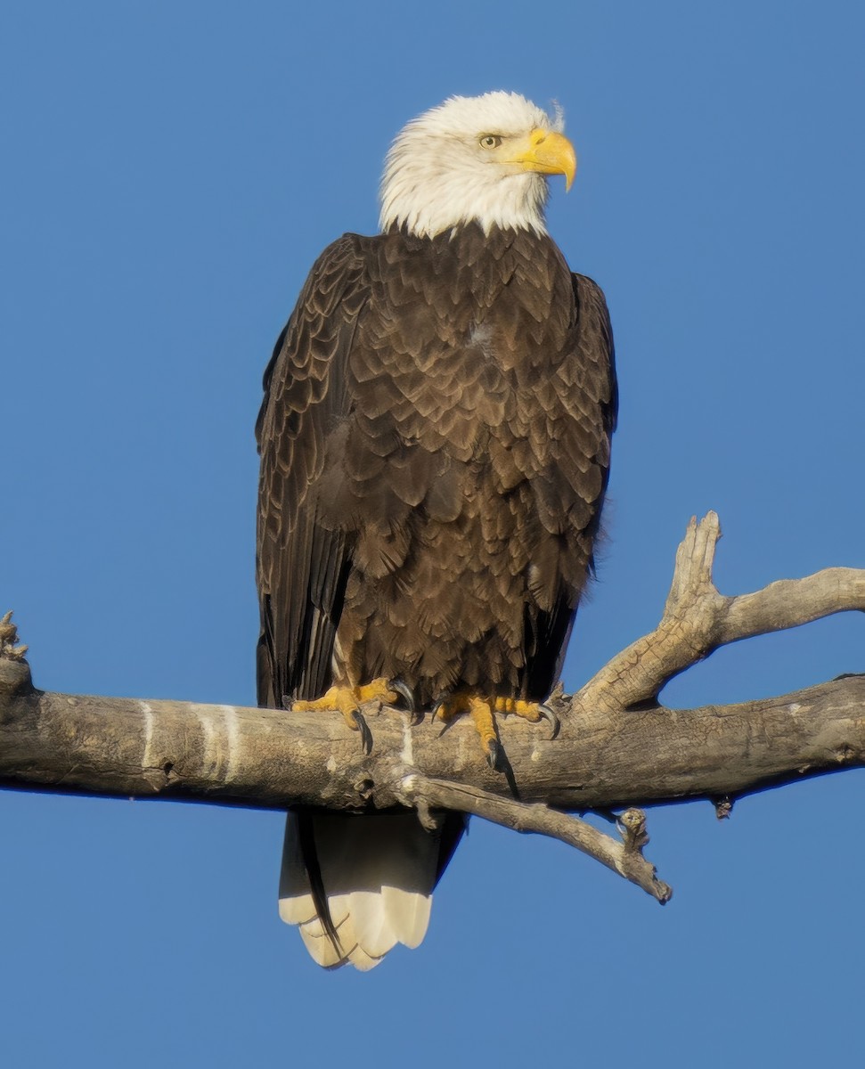 Bald Eagle - ML642663334