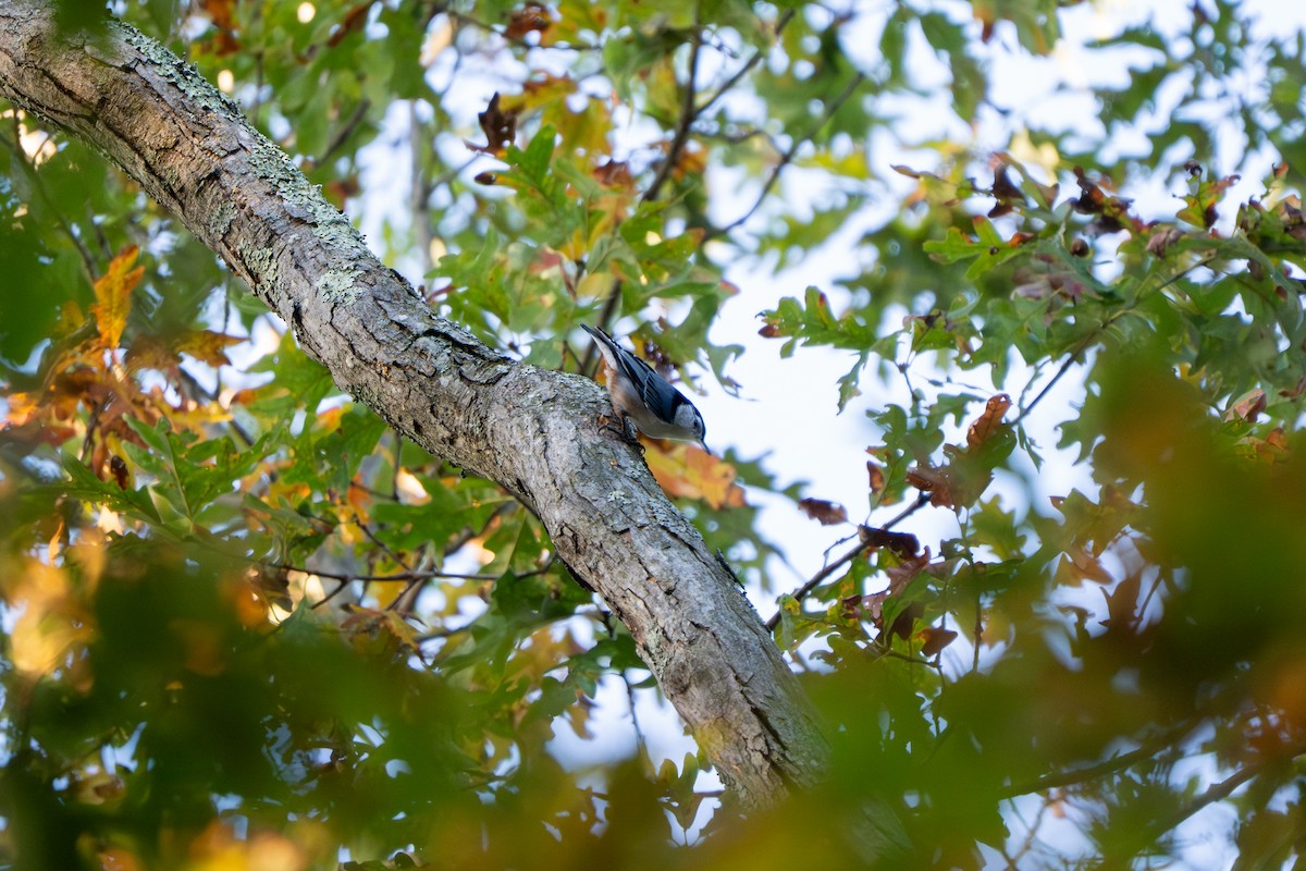 White-breasted Nuthatch - ML642663349