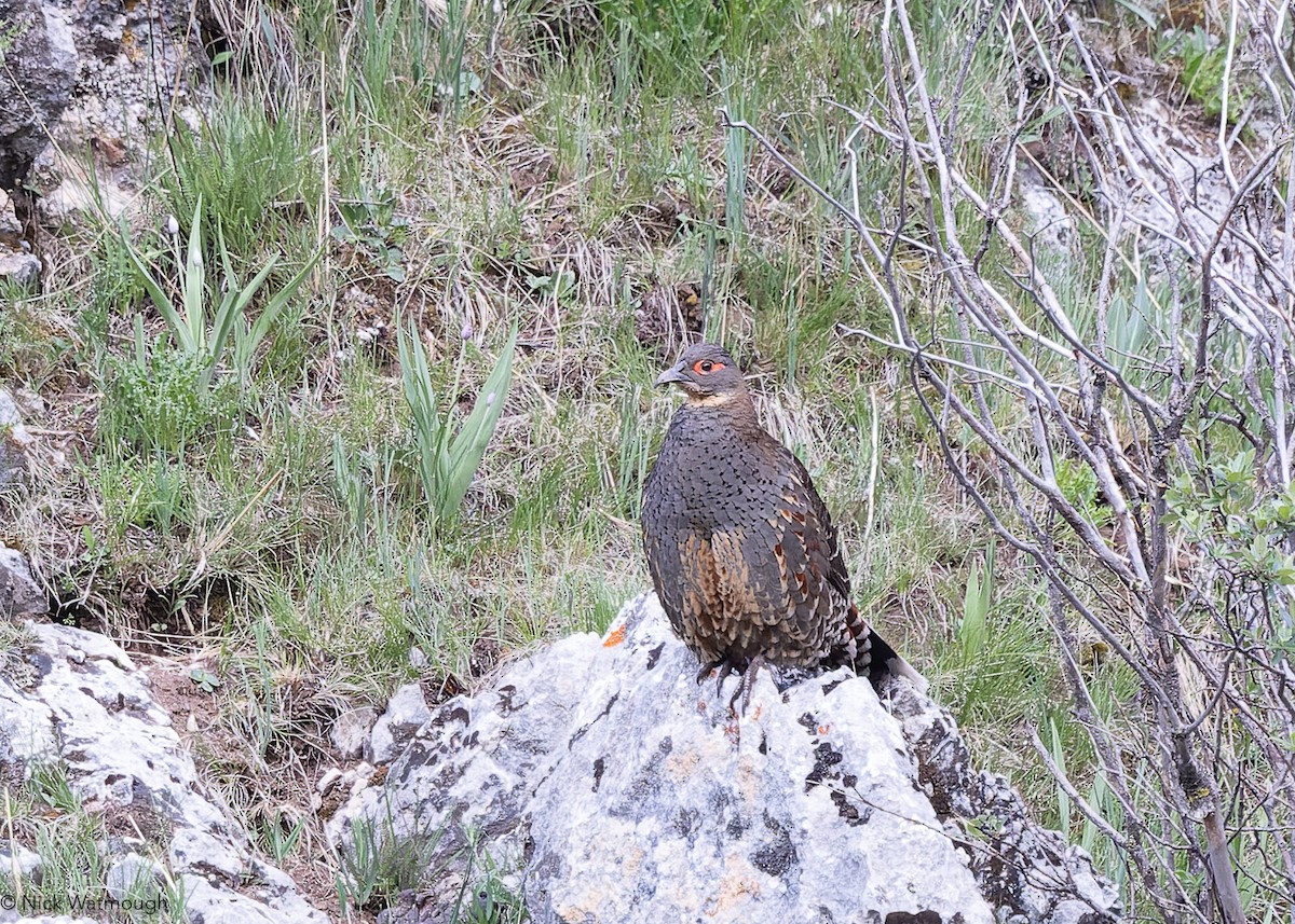 Buff-throated Monal-Partridge - ML642663360