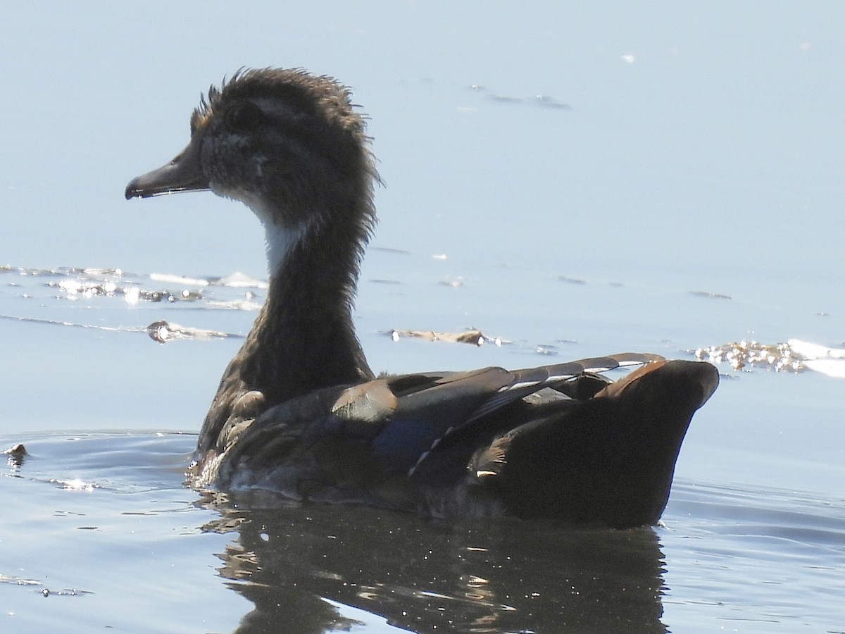 Wood Duck - ML642663364