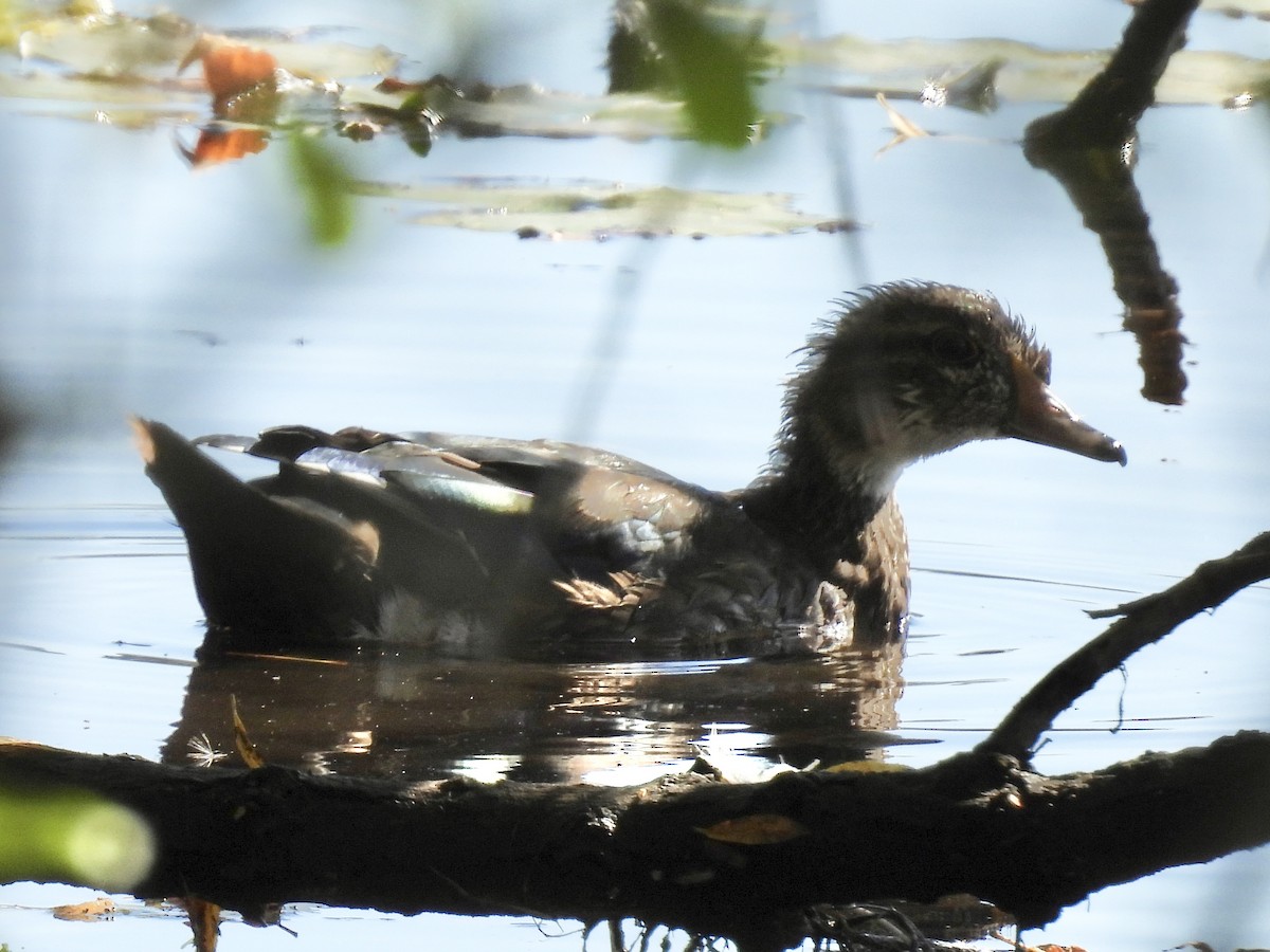 Wood Duck - ML642663365