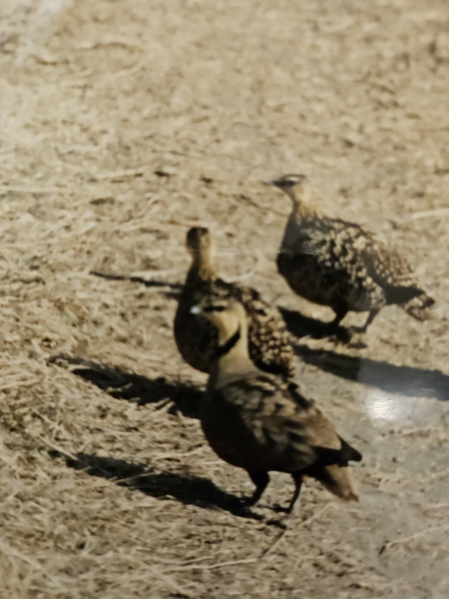 Yellow-throated Sandgrouse - ML642663381