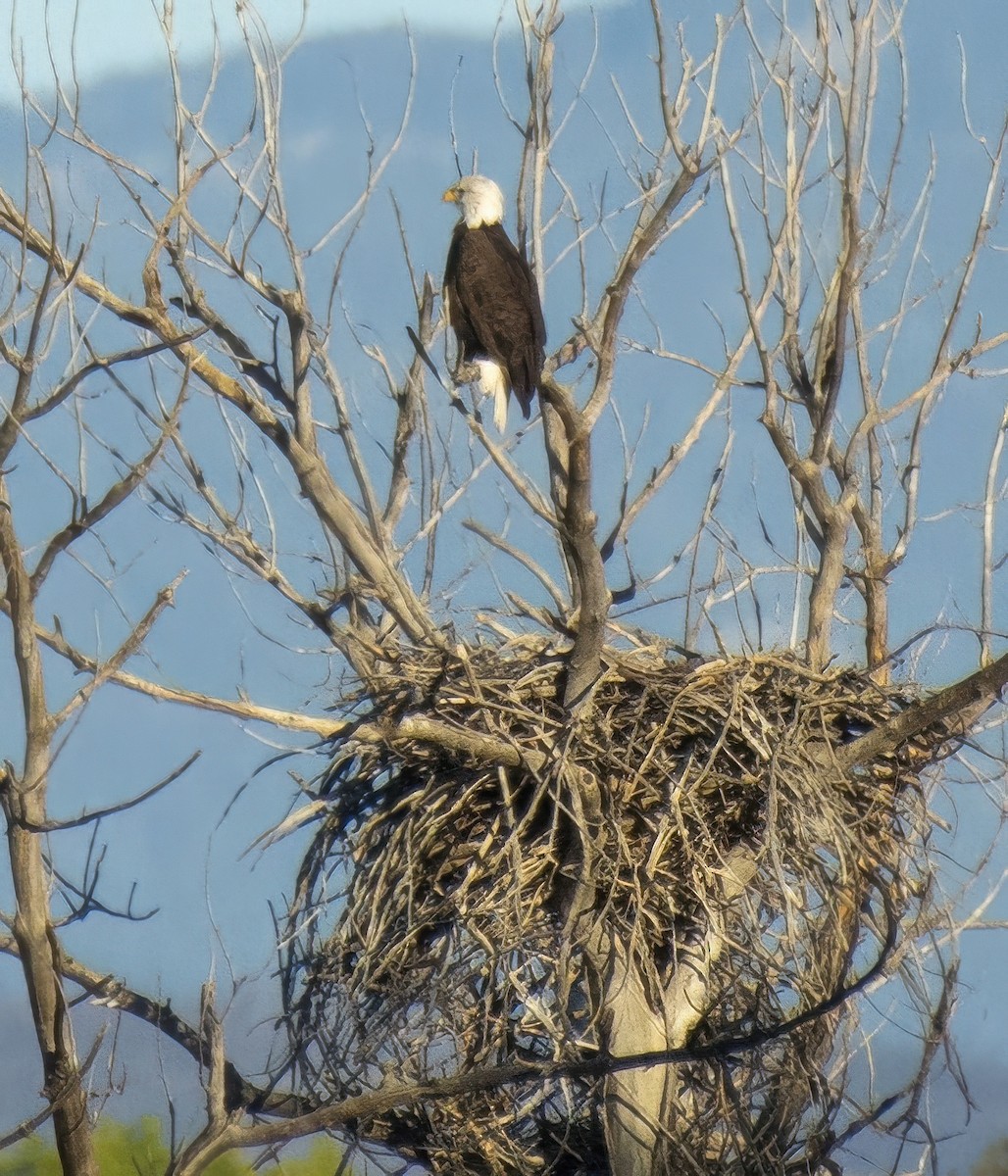 Bald Eagle - ML642663382