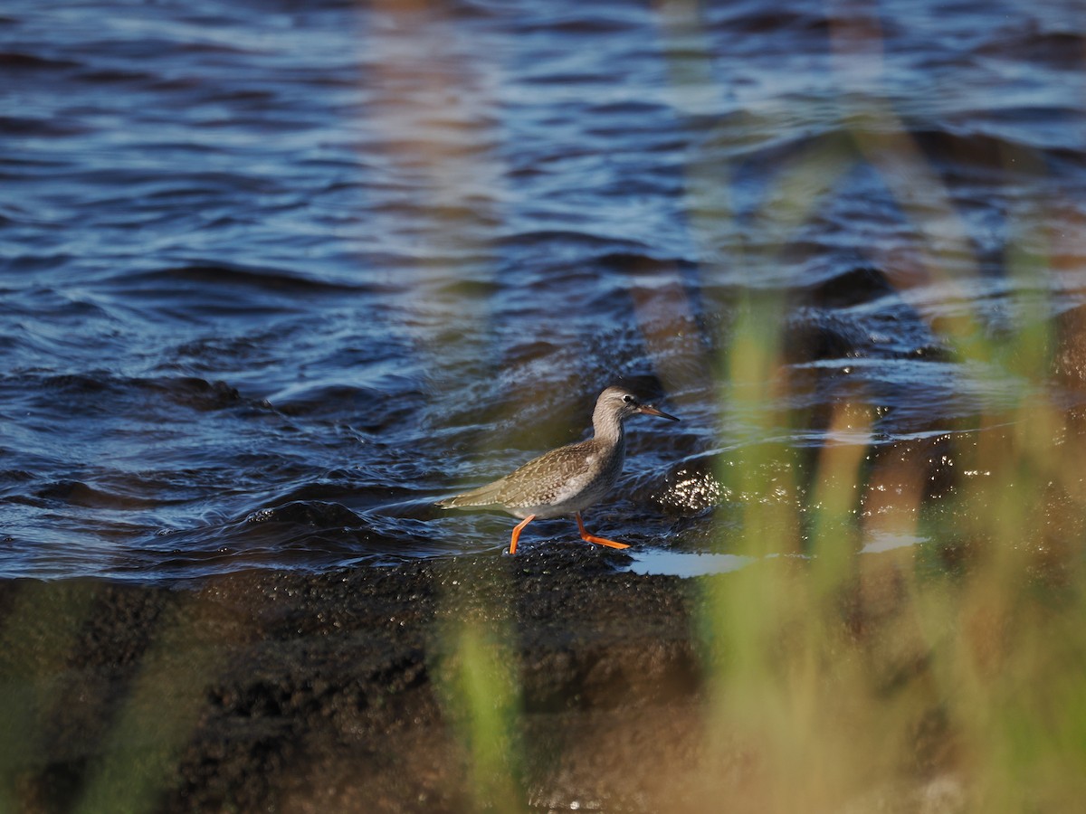 Common Redshank - ML642663386
