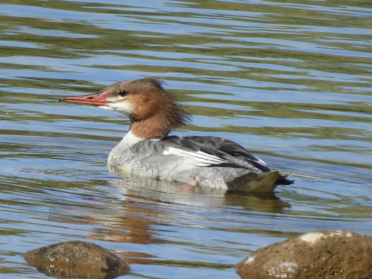 Common Merganser - ML642663387