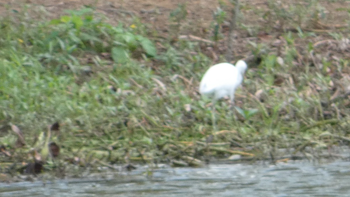 Little Blue Heron - ML642663389