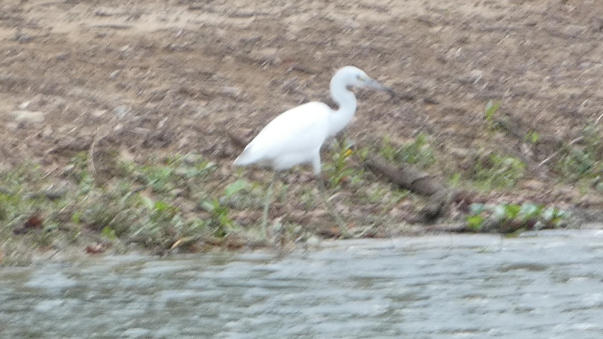 Little Blue Heron - ML642663390