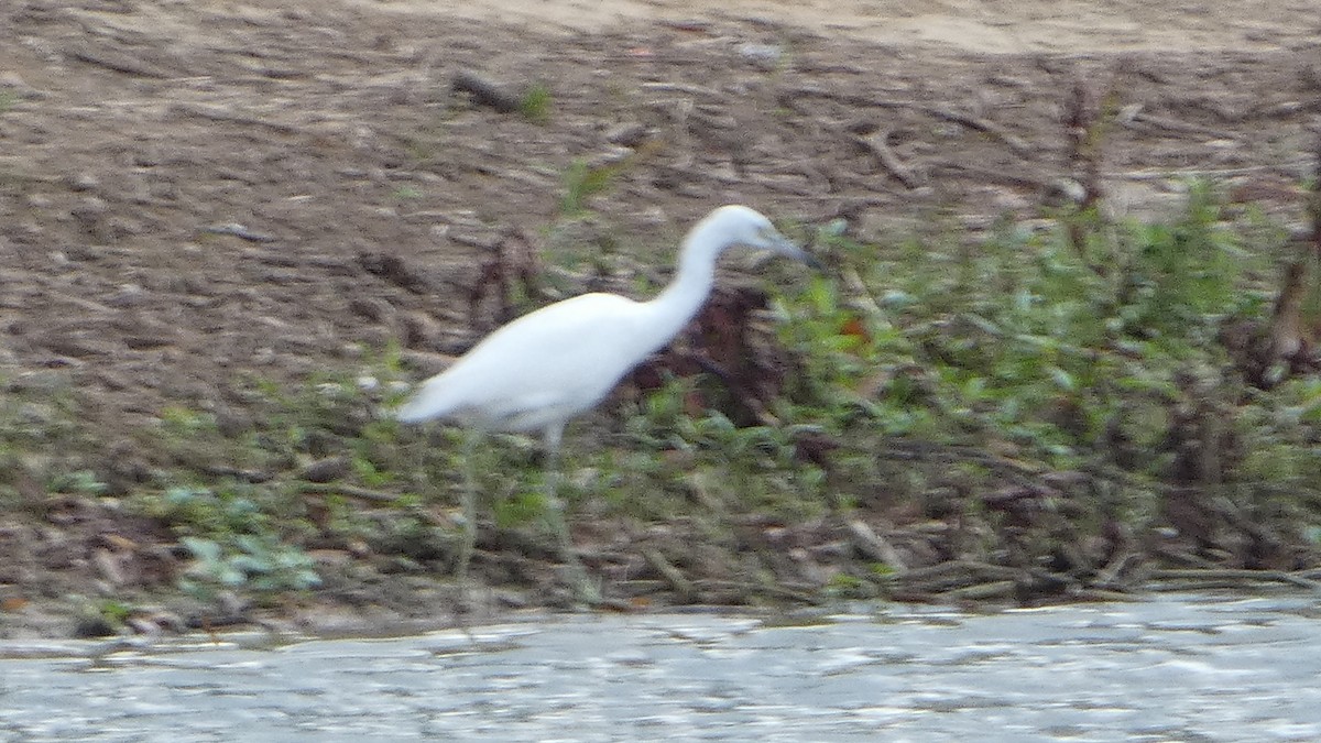 Little Blue Heron - ML642663391