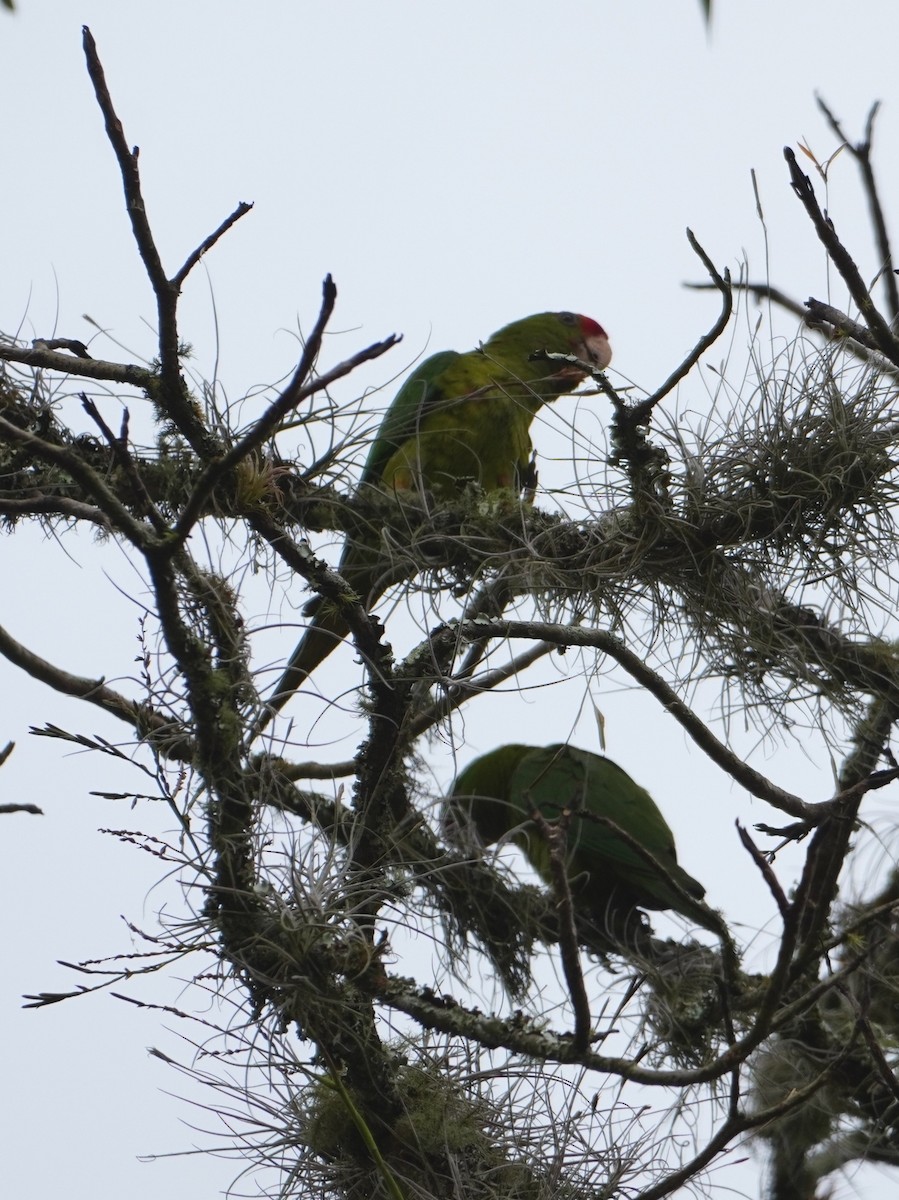 Scarlet-fronted Parakeet - ML642663394