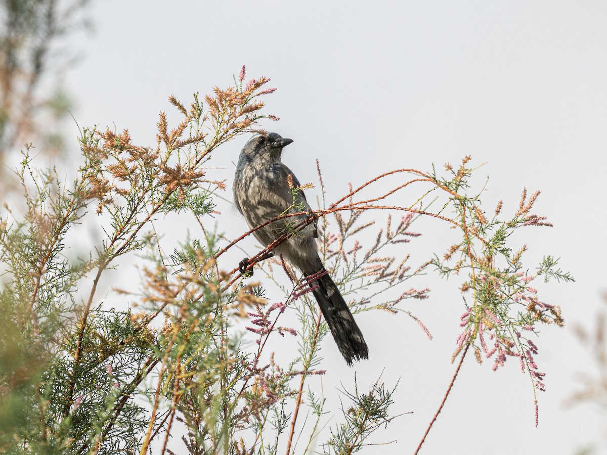 Woodhouse's Scrub-Jay - ML642663399