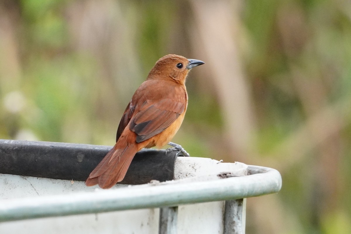 White-lined Tanager - ML642663401