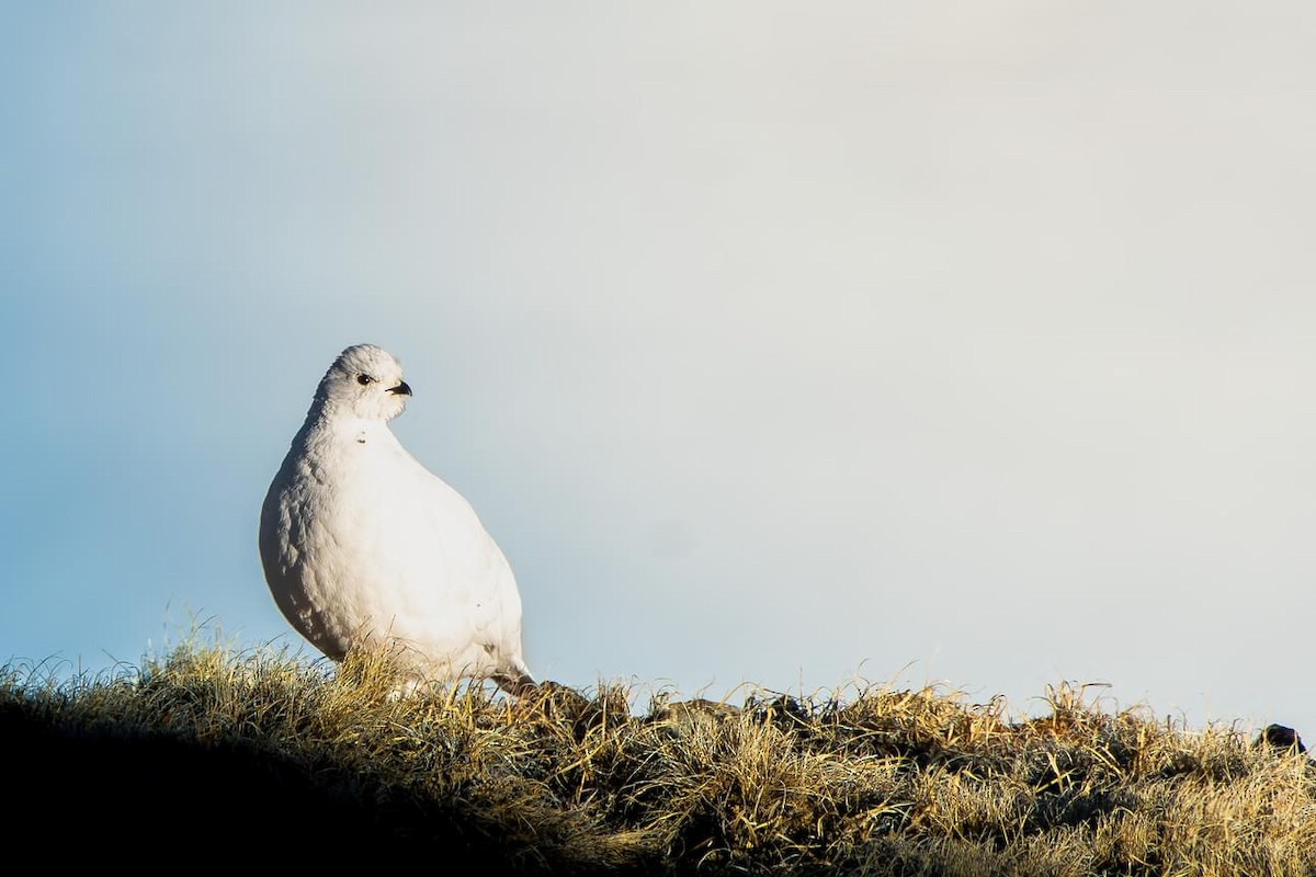 White-tailed Ptarmigan - ML642663402