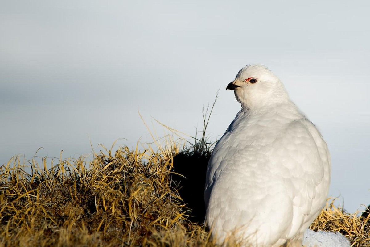 White-tailed Ptarmigan - ML642663404