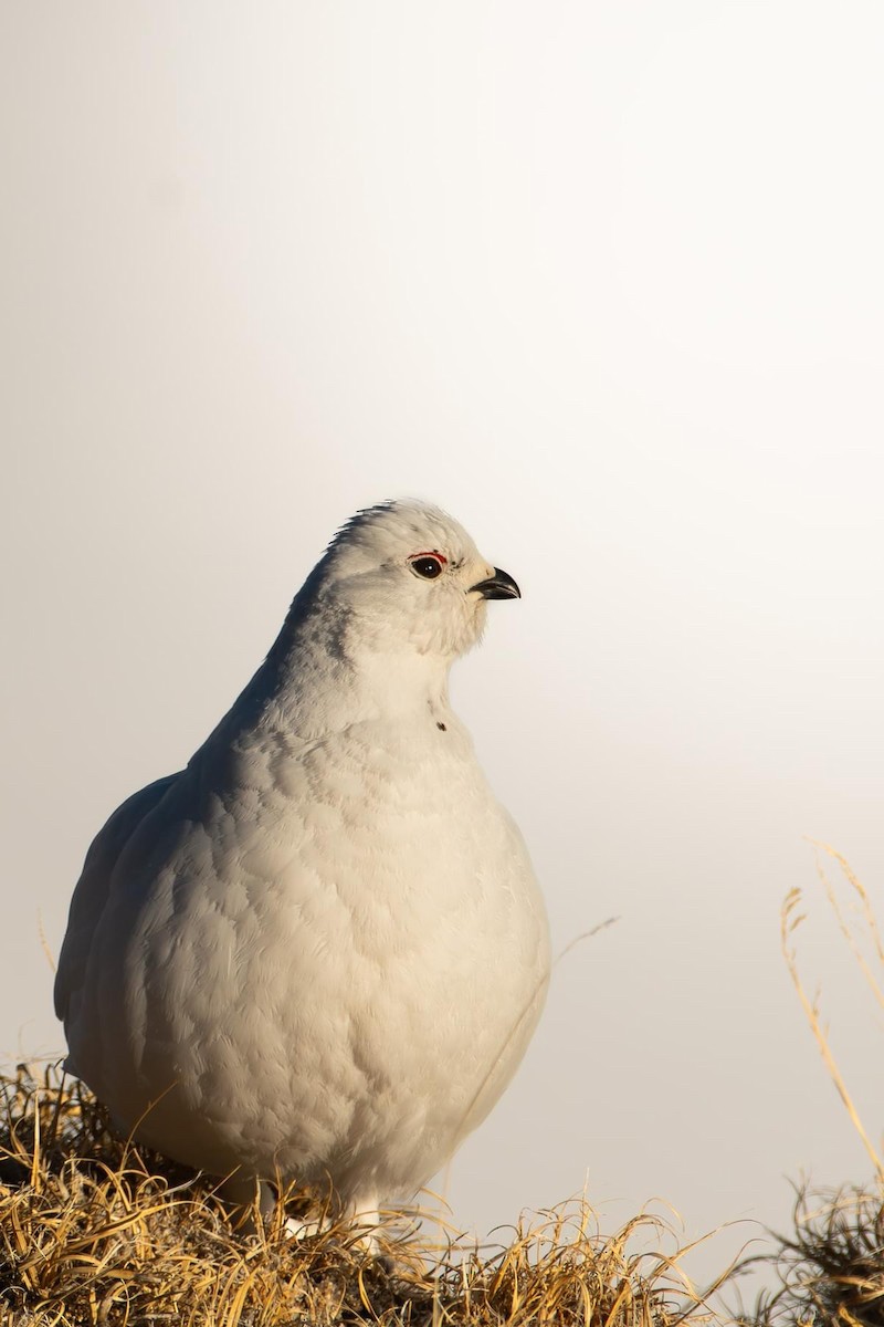 White-tailed Ptarmigan - ML642663405