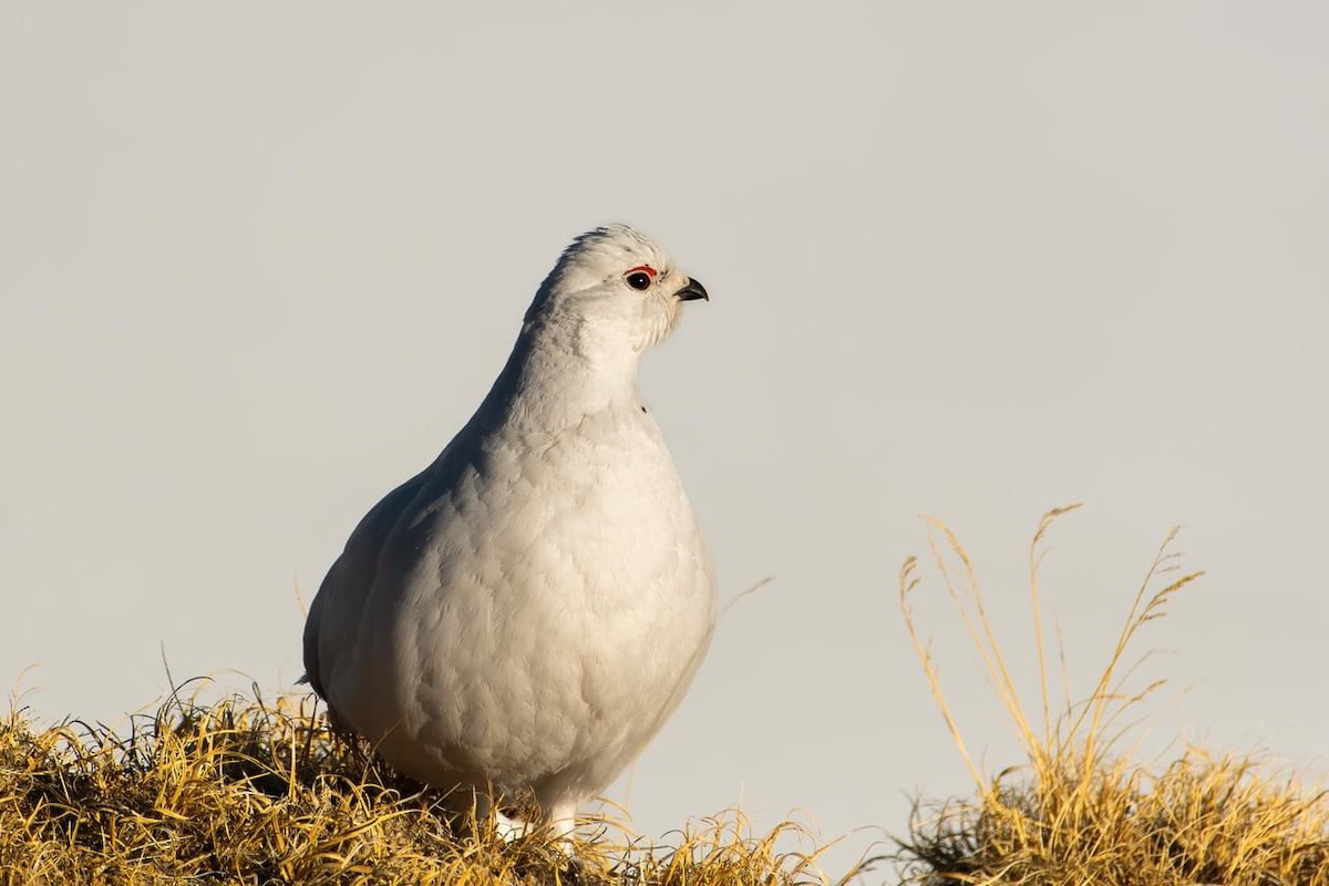 White-tailed Ptarmigan - ML642663406