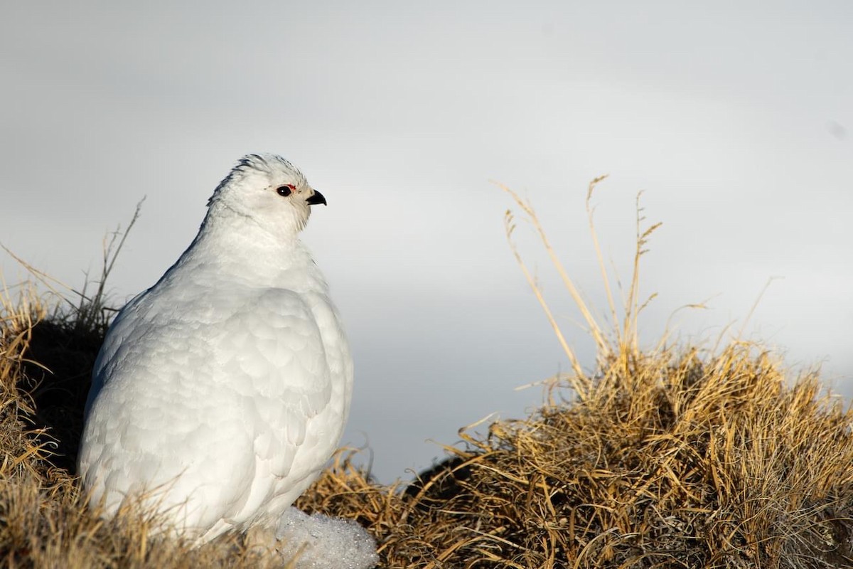 White-tailed Ptarmigan - ML642663407