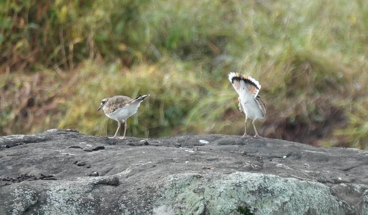 Killdeer - ML642663418
