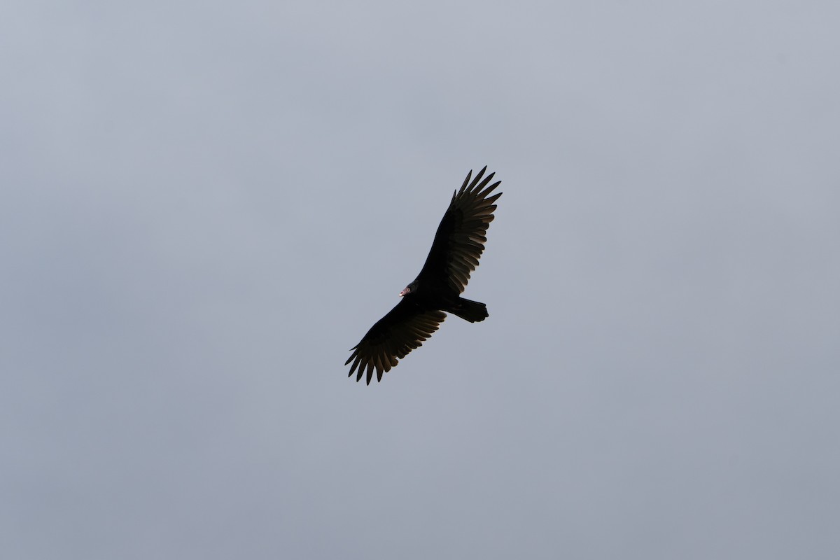 Turkey Vulture - ML642663427
