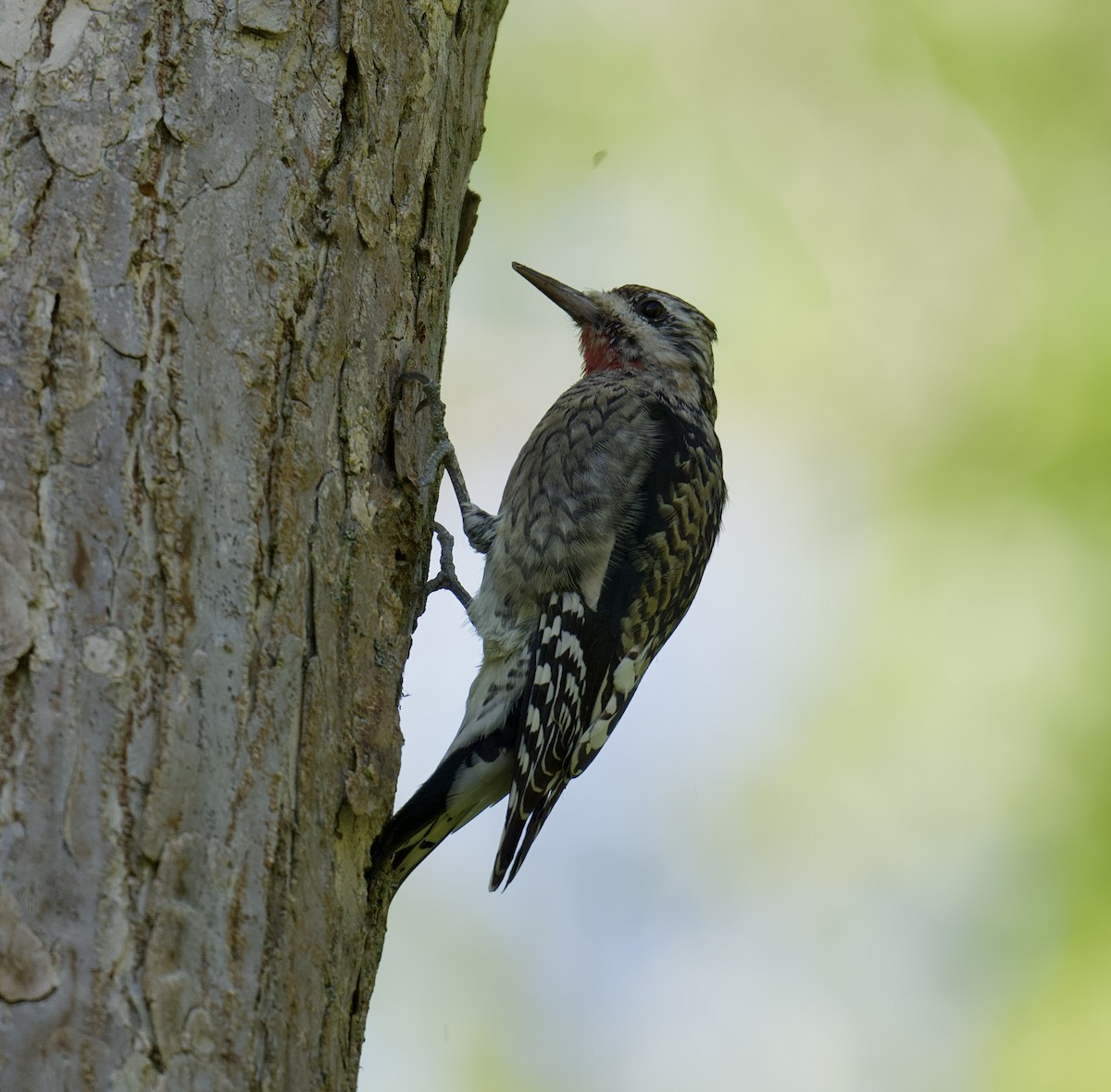 Yellow-bellied Sapsucker - ML642663431