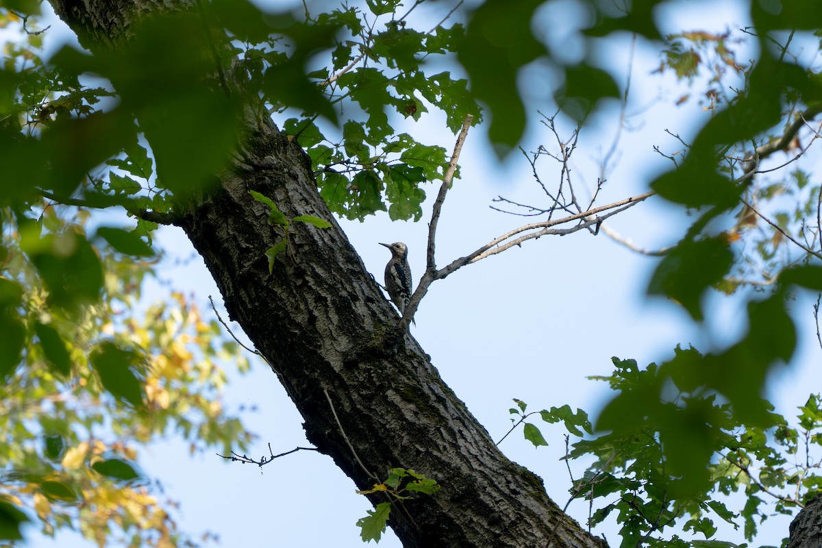 Yellow-bellied Sapsucker - ML642663446