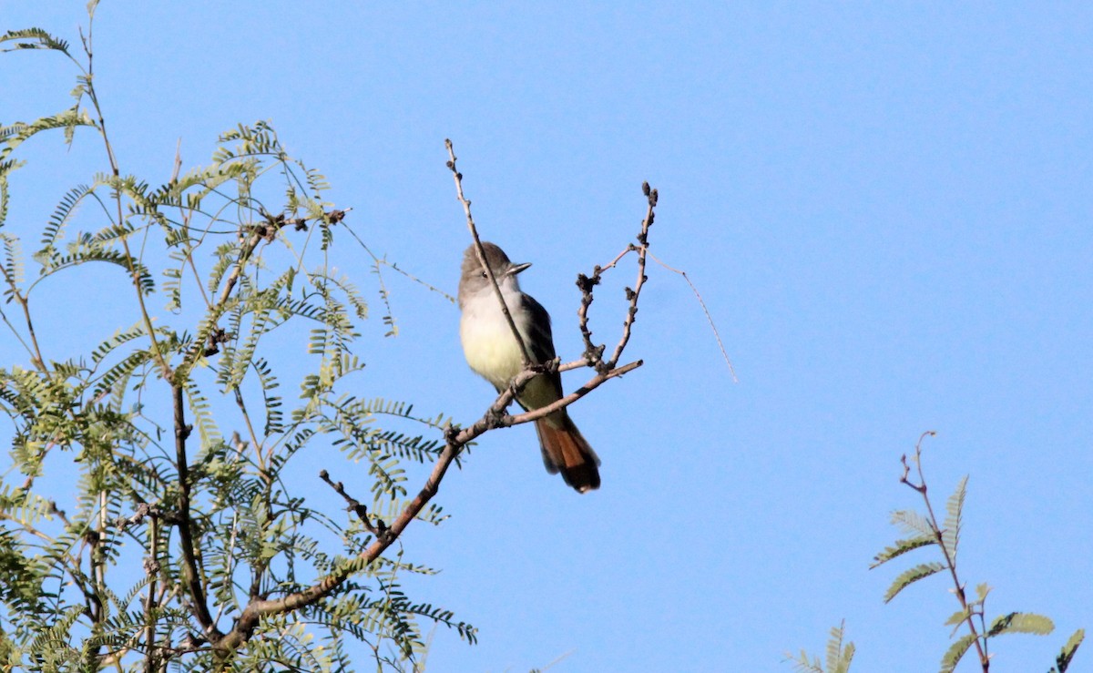 Ash-throated Flycatcher - ML642663454
