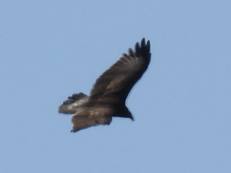 Turkey Vulture - ML642663455