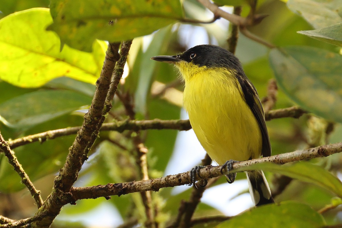 Common Tody-Flycatcher - ML642663460