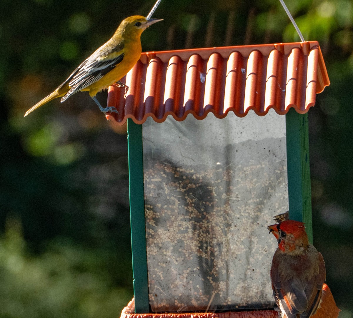 Baltimore Oriole - ML642663472