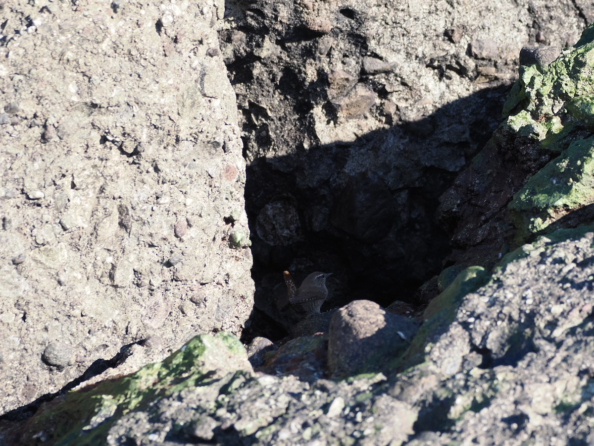 Eurasian Wren - ML642663476