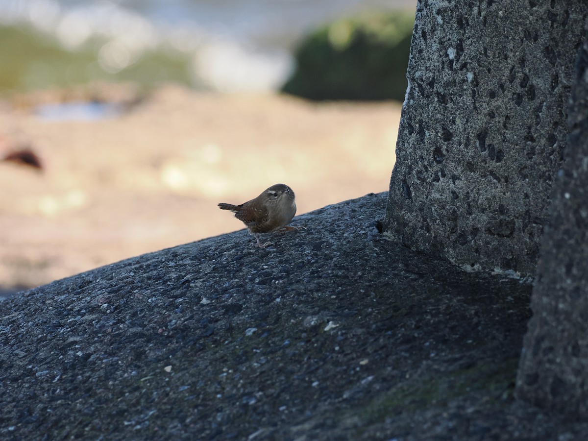 Eurasian Wren - ML642663477