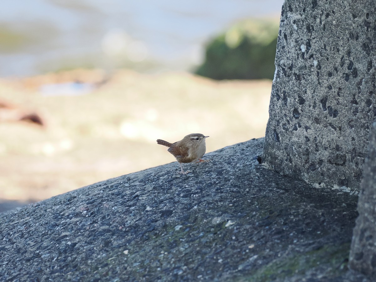 Eurasian Wren - ML642663478