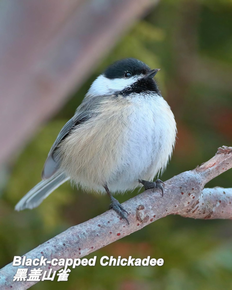 Black-capped Chickadee - ML642663479