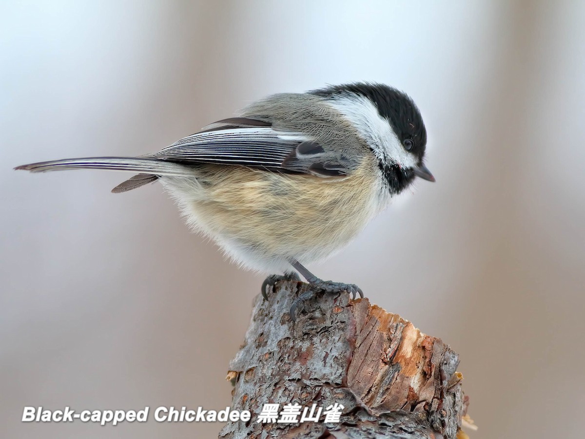Black-capped Chickadee - ML642663480