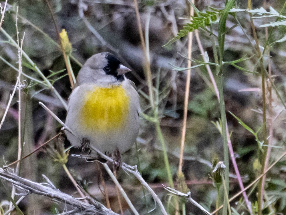 Lawrence's Goldfinch - ML642663496