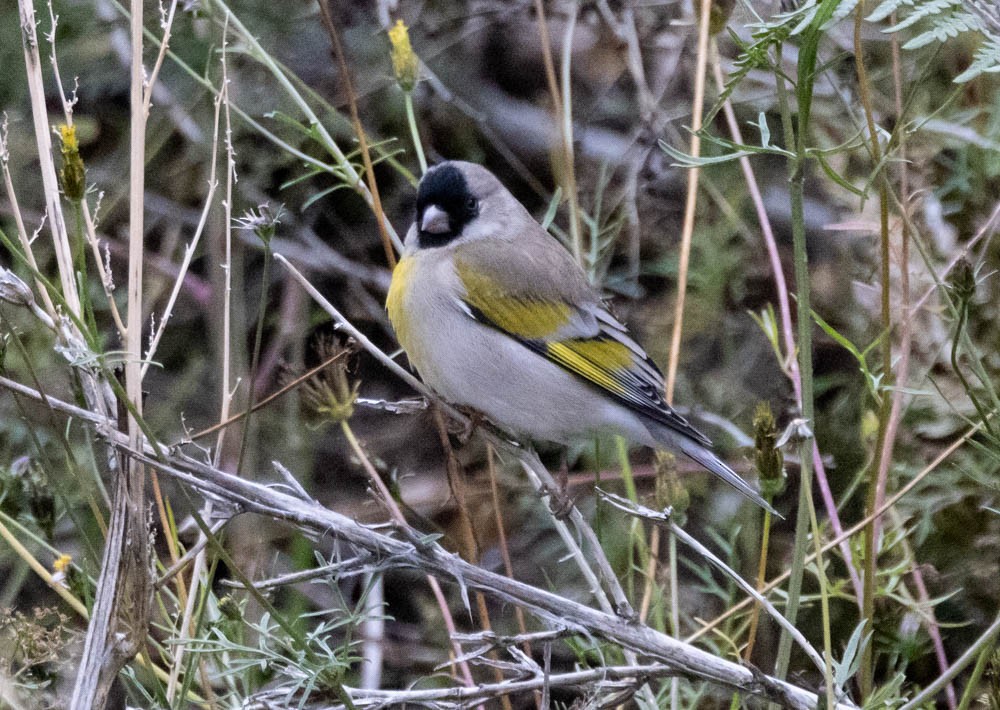 Lawrence's Goldfinch - ML642663498