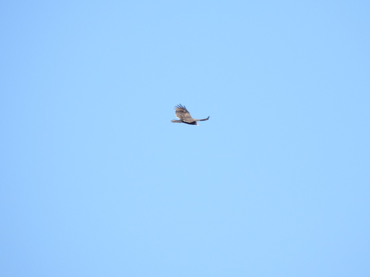 Turkey Vulture - ML642663506