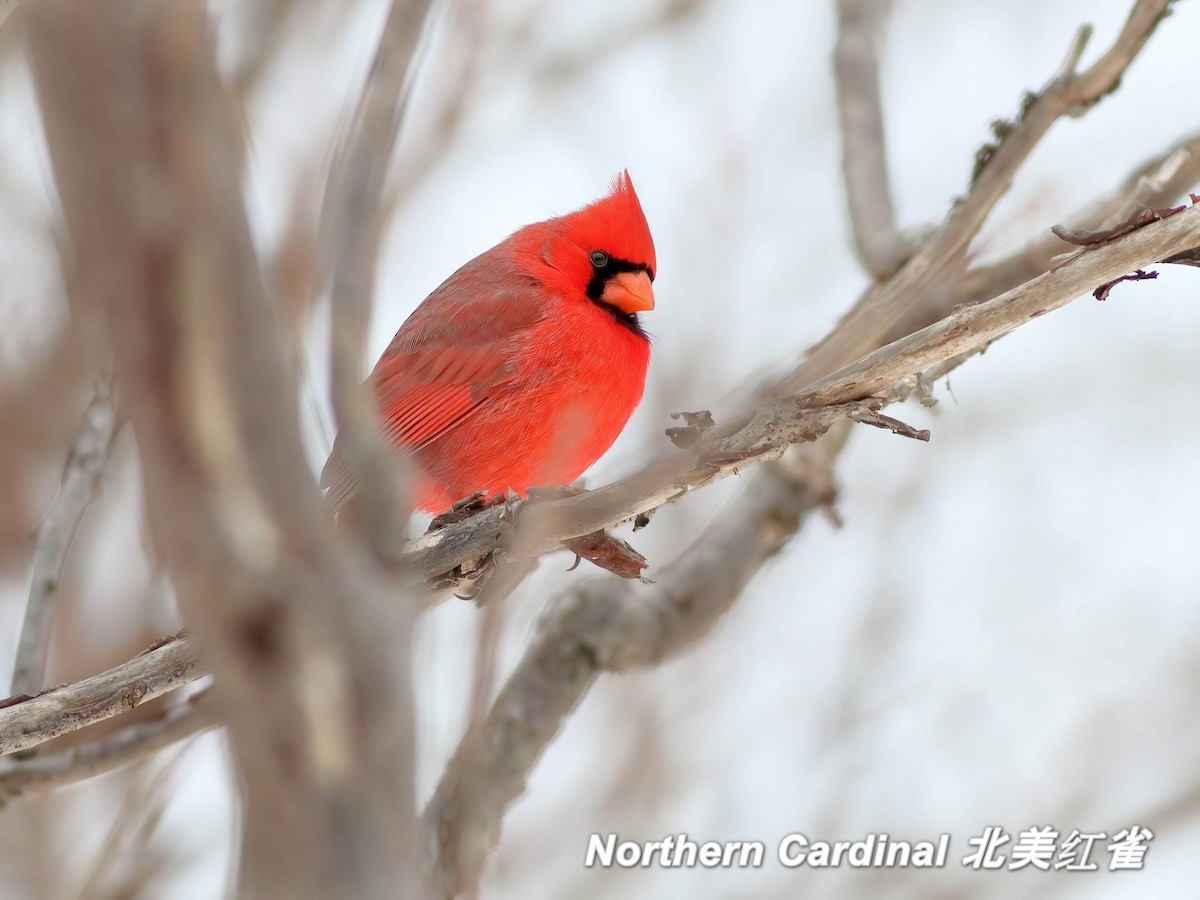Northern Cardinal - ML642663508
