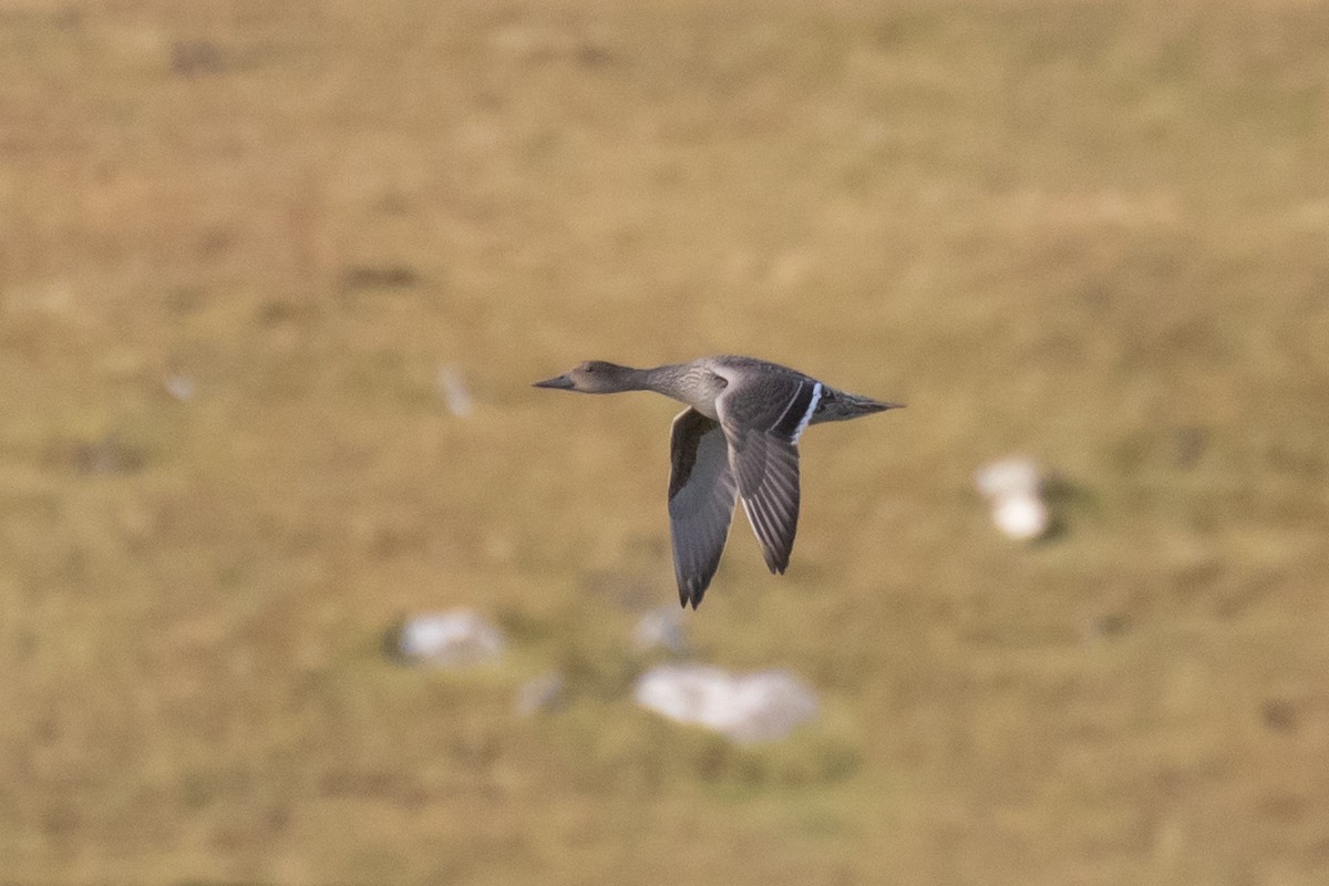 Northern Pintail - ML642663558