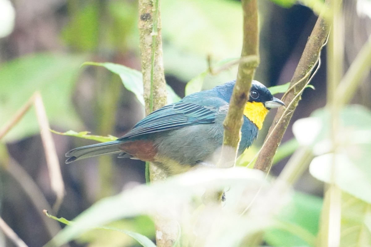 Tangara Capiazul - ML642663561