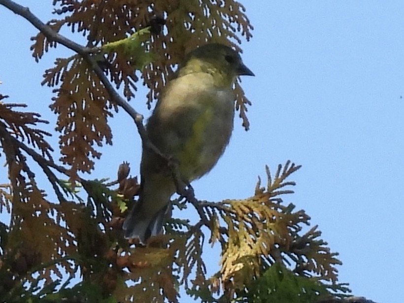 American Goldfinch - ML642663563