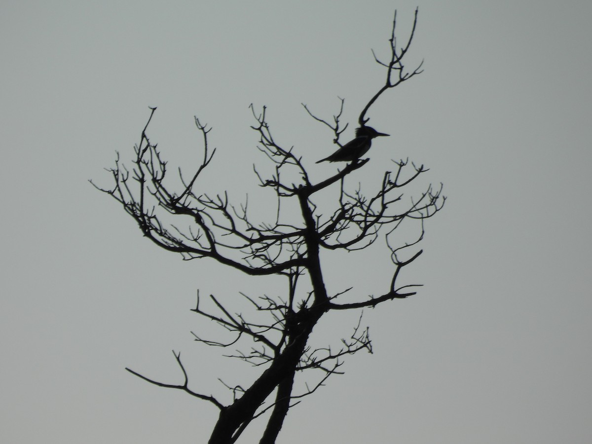 rybařík pruhoprsý - ML642663565