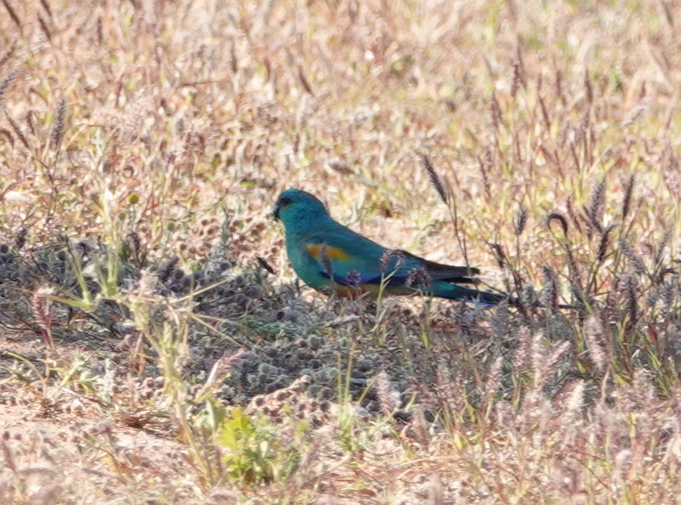 Mulga Parrot - ML642663577