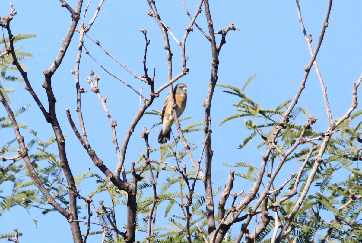 Lazuli Bunting - ML642663592