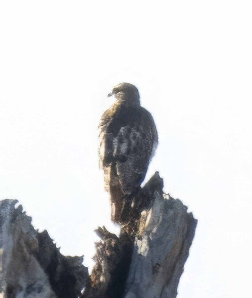 Red-tailed Hawk - ML642663601