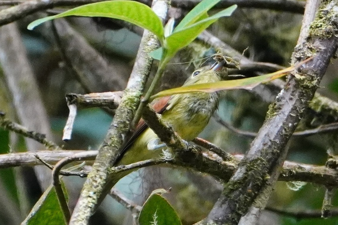 Barred Becard - ML642663606