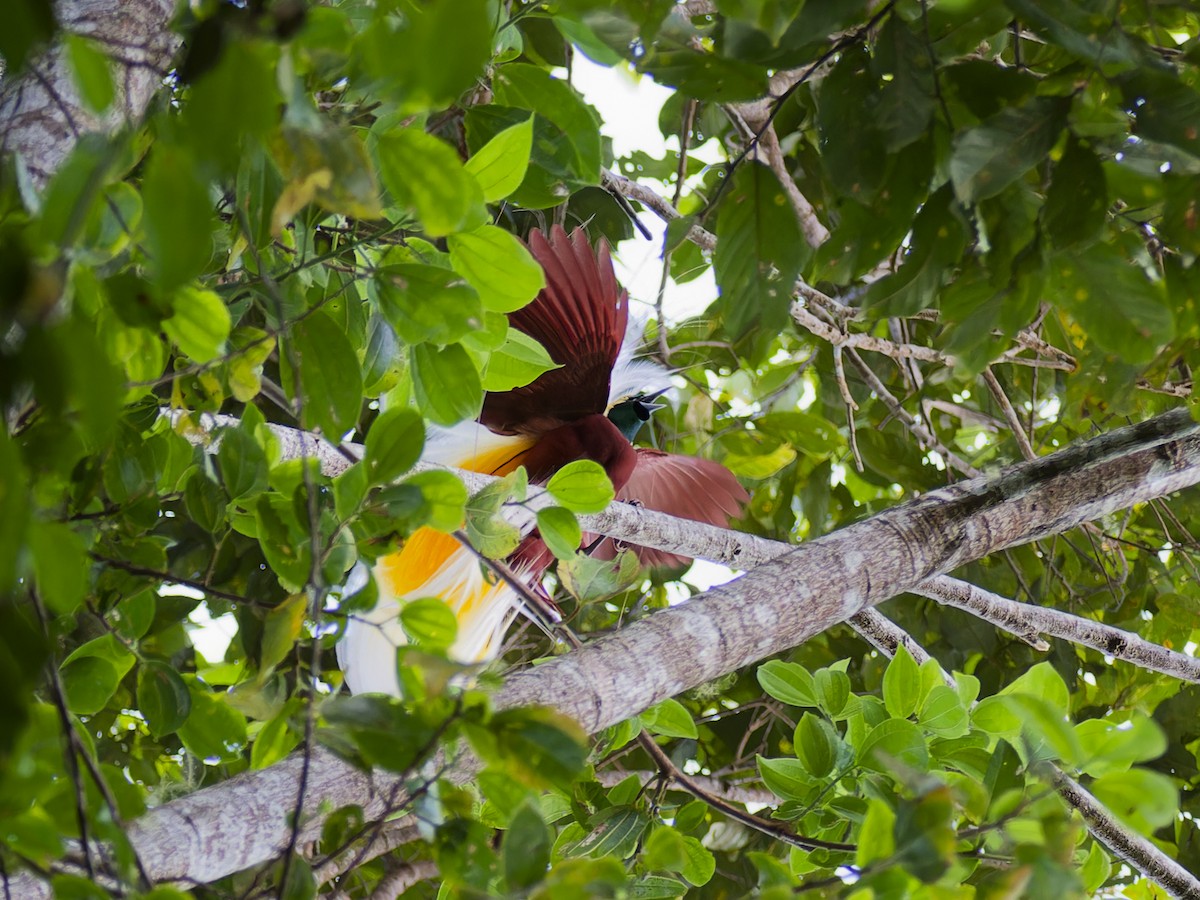 Lesser Bird-of-Paradise - ML642663612