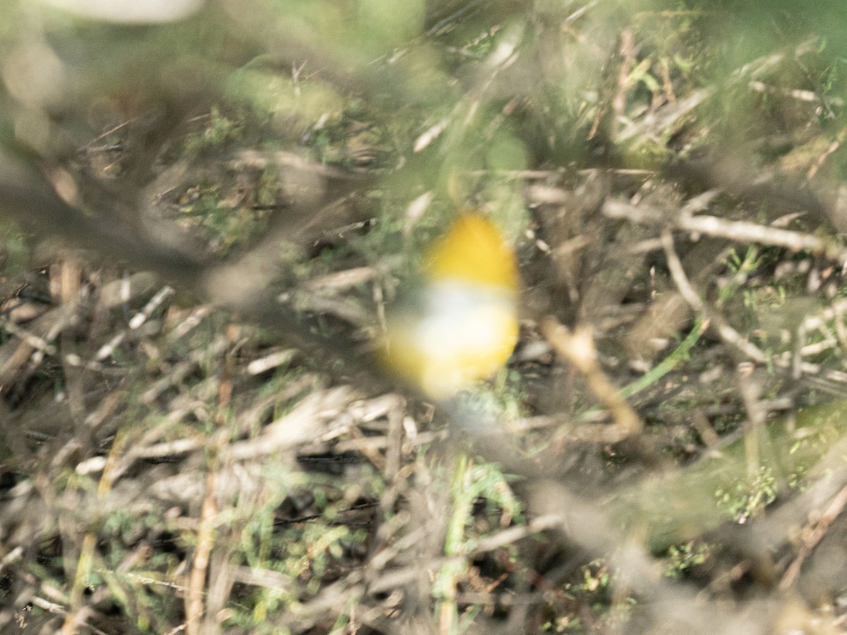 Prothonotary Warbler - ML642663627