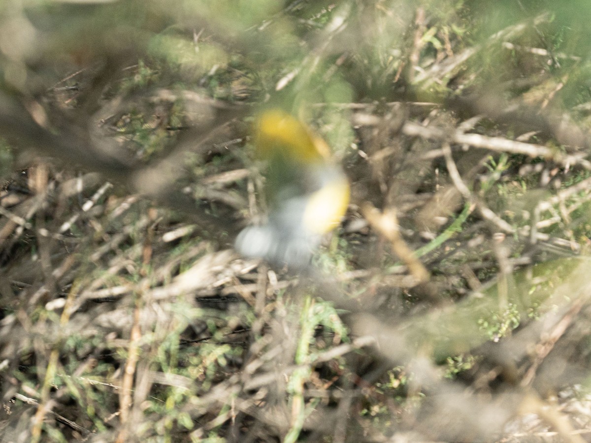 Prothonotary Warbler - ML642663628