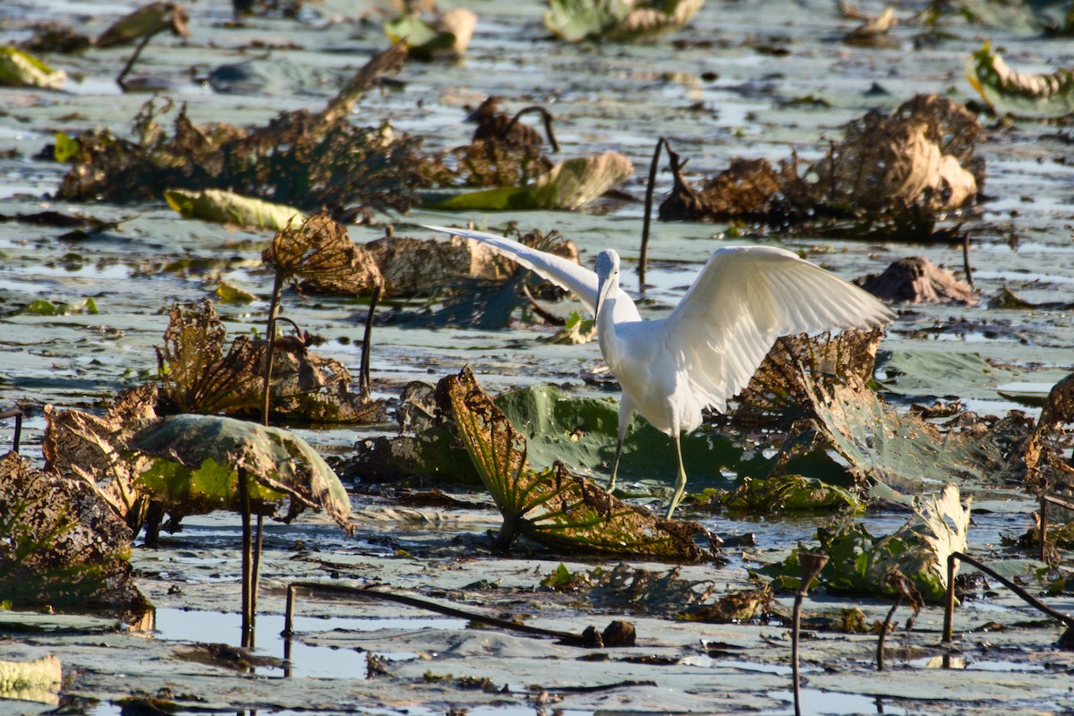 Little Blue Heron - ML642663629